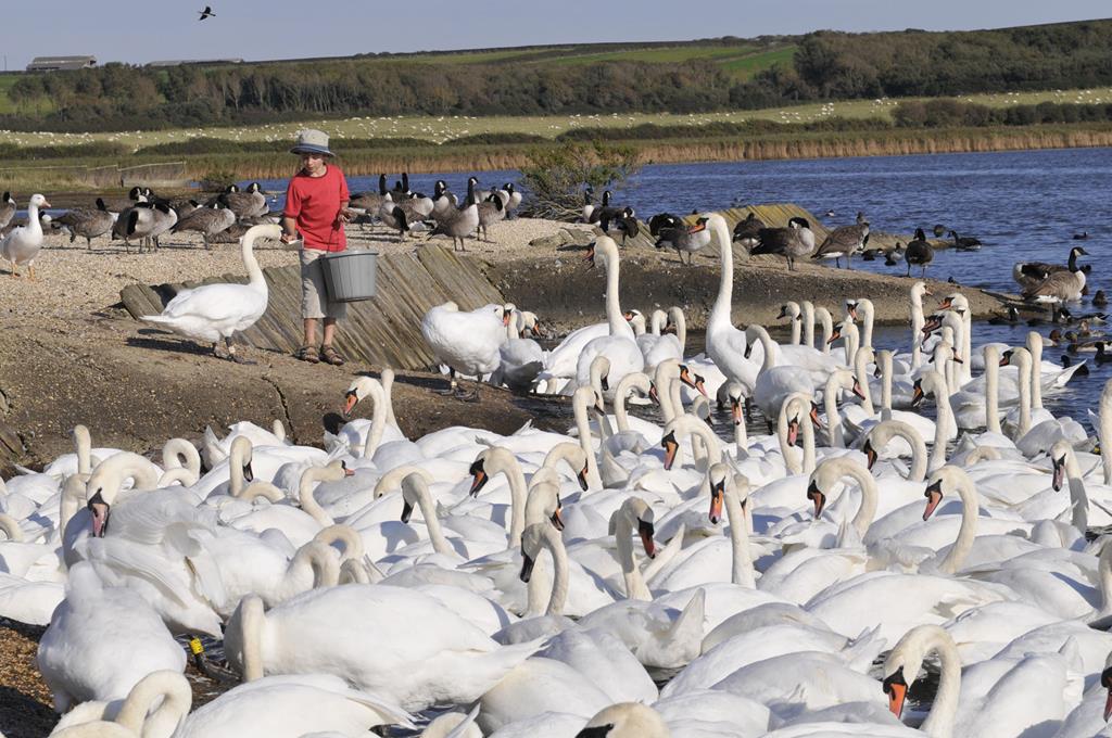 Abbotsbury Swannery & Sub Tropical Gardens - Fri 4th Sept 2020